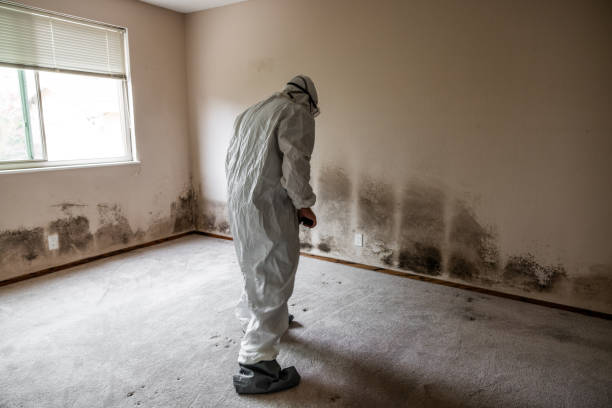 Agoura Hills, CA Mold Inspection, Removal & Remediation Company